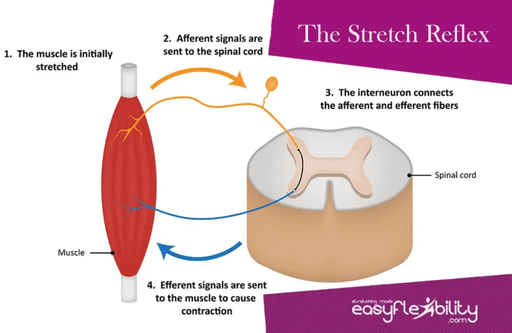 Sytomatic Stretch Why Does My Leg Shake When I Stretch? How Can I Stretch More Safely?